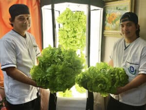 veggies grown with hydroponis